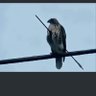 Steven·law's profile picture