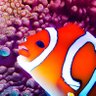 Profilbild von AngryClownfish