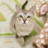 神に守られるとは profil fotoğrafı
