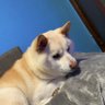 Awake profil fotoğrafı
