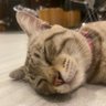 Profilbild von Astromeow 🚀