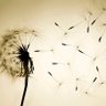 Dandelion's profile picture