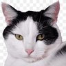 Фото профиля beautycats