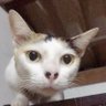 💫เหมียวยมบาลแง้วแง้ว(ลิซ่าลูกรักพระเจ้า)'s profile picture