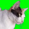 Profilbild von meong belang