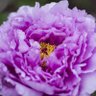 Peony profil fotoğrafı
