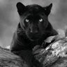 Mr Brown's profile picture