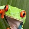 Frog 的头像