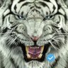 Profilbild von 💥 Ironcryptic 💥