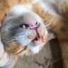Haru profil fotoğrafı