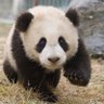 Cute Panda 🐼 的头像