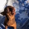 Haji's profile picture