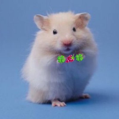 룰's profile picture