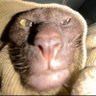 Profilbild von Luqita