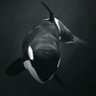 XRP Orca's profile picture
