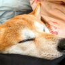 犬らいだーT 的头像