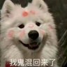 初一's profile picture