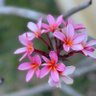 Azalea profil fotoğrafı
