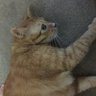 ゆき 的头像
