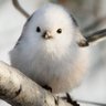 FUYU's profile picture