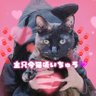 Profilbild von ウサ猫 ̄(=ΦωΦ=) ̄