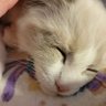 のんなん🐱🐶 profil fotoğrafı