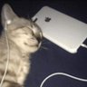 Mackeral profil fotoğrafı