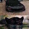 古德猫硬 的头像
