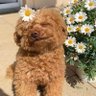 derder大鹅's profile picture