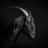 Фото профиля G.O.A.T