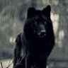 Black Wolf profil fotoฤrafฤฑ