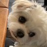 BitterBum's profile picture
