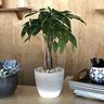 paideplanta 的头像
