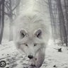 Bozkurt Bozkurt profil fotoğrafı