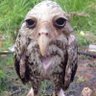Searcad's profile picture