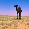 Profilbild von الرياض