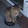 Profilbild von Geppetto