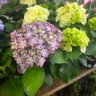 Фото профиля ふぁーふぁ