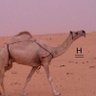" البدوي " profil fotoğrafı