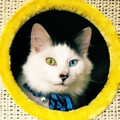 おにぎり猫's profile picture