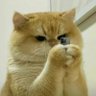 MebiusCosmos's profile picture
