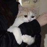 ぽこ 的头像