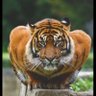 Бат's profile picture