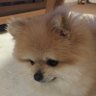 Pomeranian Adora 的头像