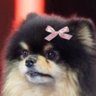 Profilbild von Yui(ๅฏ)๐Rรชvรฉ๐ธโจ