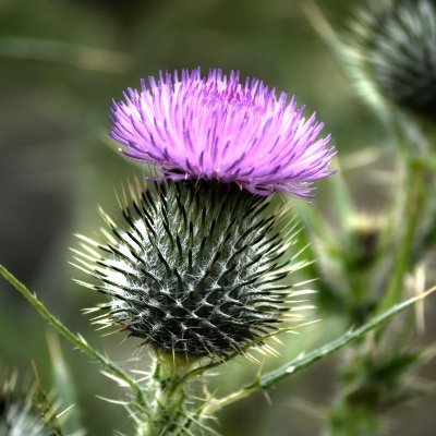 myscotlandtoday's profile picture
