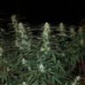 Kushington710 profil fotoğrafı