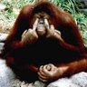 Profilbild von Jacek Пу́тін иди нахуй!