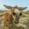 Profilbild von Doa A quem Doer