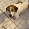 Kathyslegalbeagle's profile picture